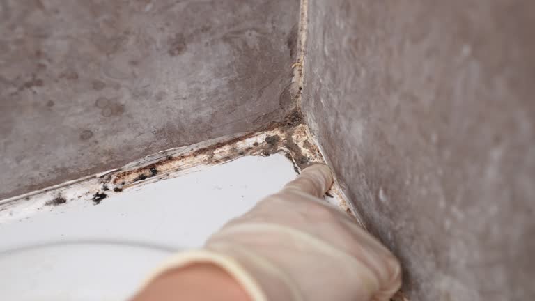 Best Dehumidification Services  in Lake Waccamaw, NC