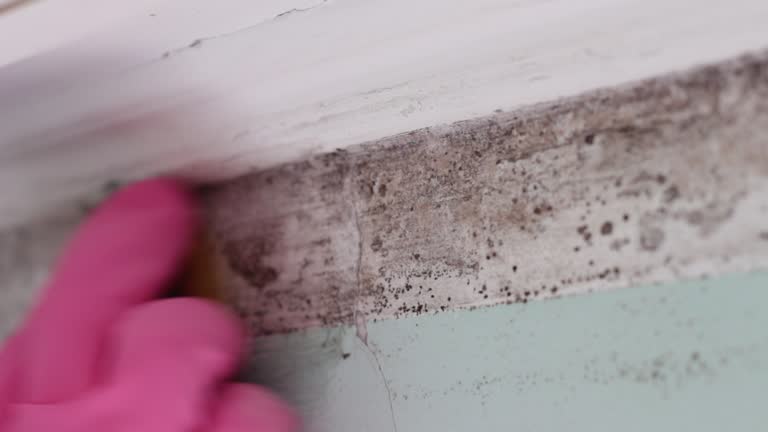 Best Environmental Consulting for Mold Prevention  in Lake Waccamaw, NC